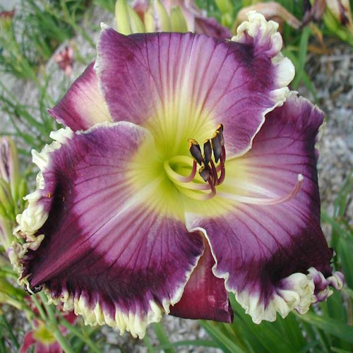 Burst Into Song - 1 Fan